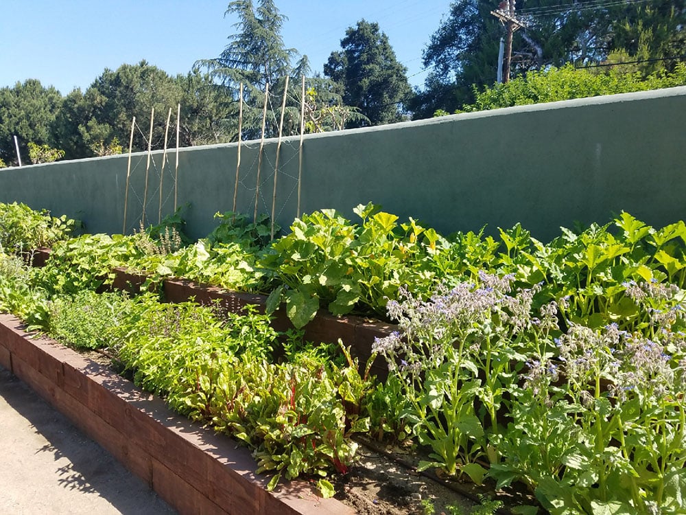 Raised garden beds filled with various leafy green vegetables and flowering plants, set against a green wall with tall trees and blue sky in the background.