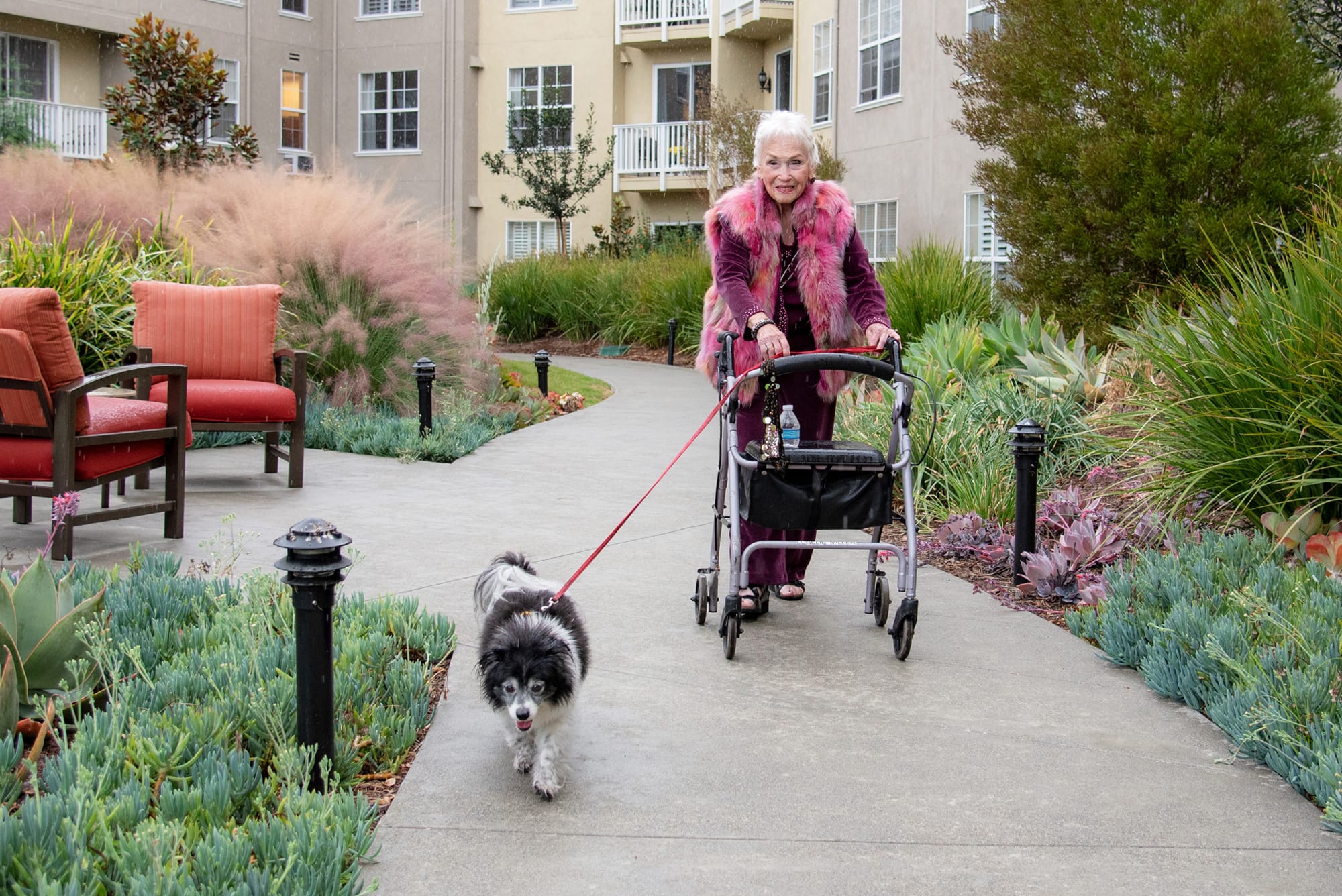An older woman with a walker, wearing a pink coat, walks a small black and white dog on a leash along a paved garden path in a residential courtyard.