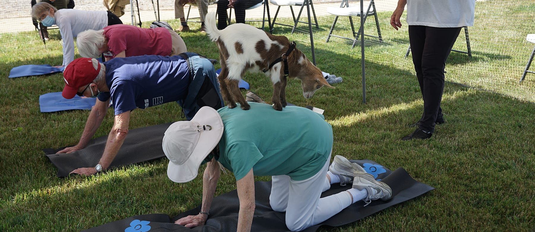 Several people practice yoga on mats outdoors while a small goat stands on the back of one participant, highlighting a playful goat yoga session on a grassy area.