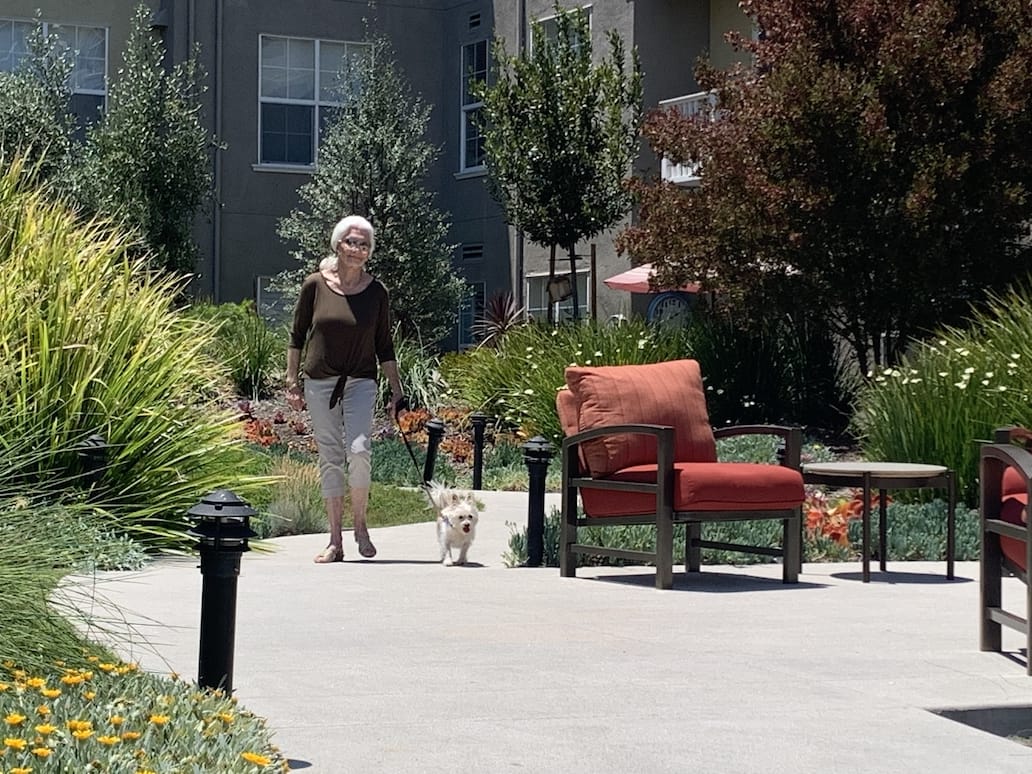 An older woman with short white hair walks a small white dog on a leash along a sunlit garden path, surrounded by greenery, flowers, and red-cushioned patio chairs.