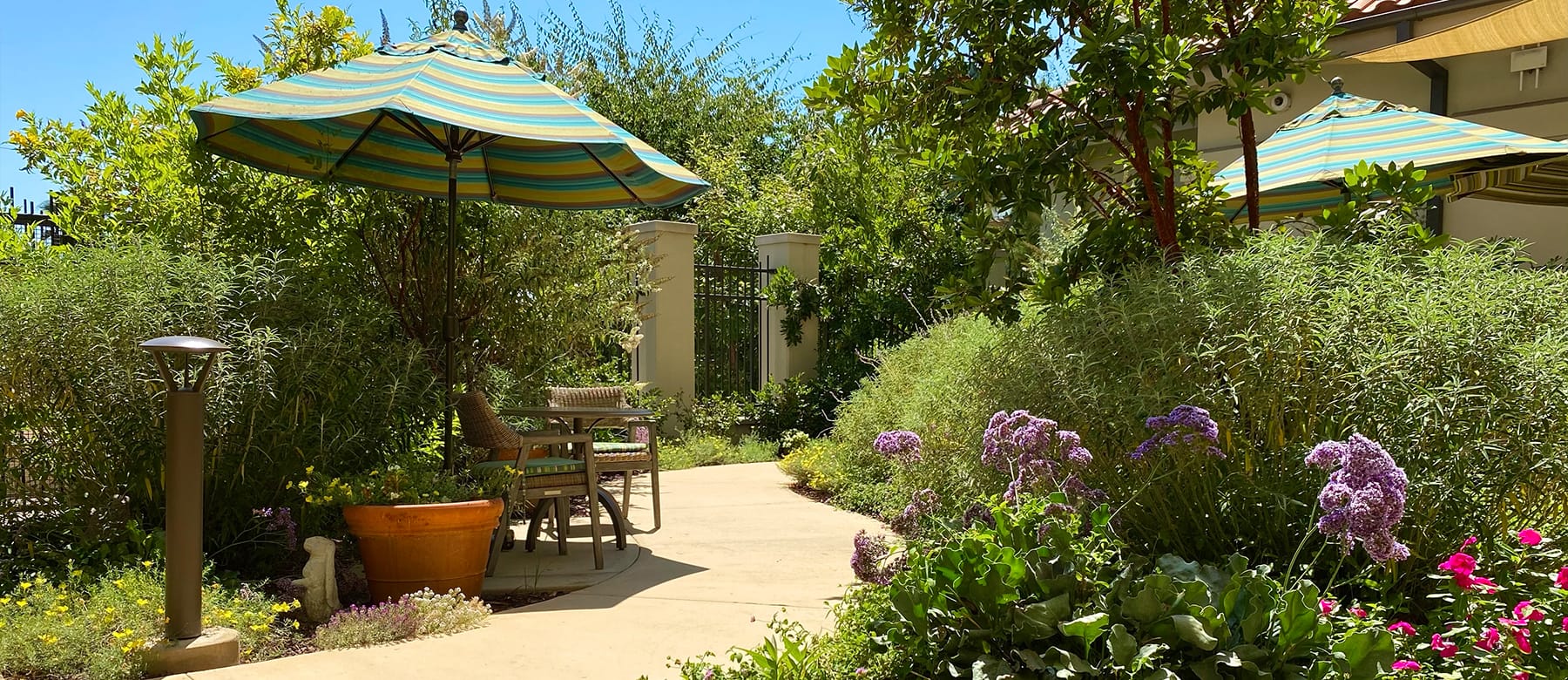 A sunny garden path lined with green plants and purple flowers, featuring wooden benches and striped green umbrellas providing shade. A fence and building are visible in the background.