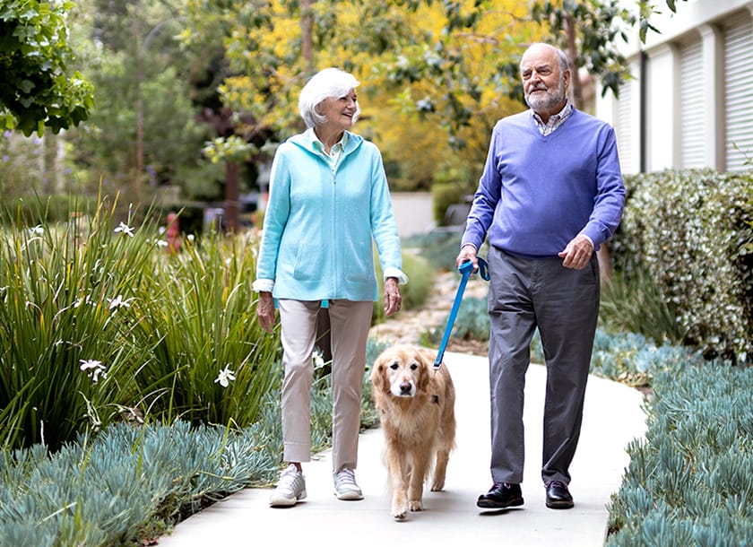 An older couple walks outside on a garden path with a golden retriever on a leash, surrounded by greenery and plants. Both are smiling and wearing casual clothes.