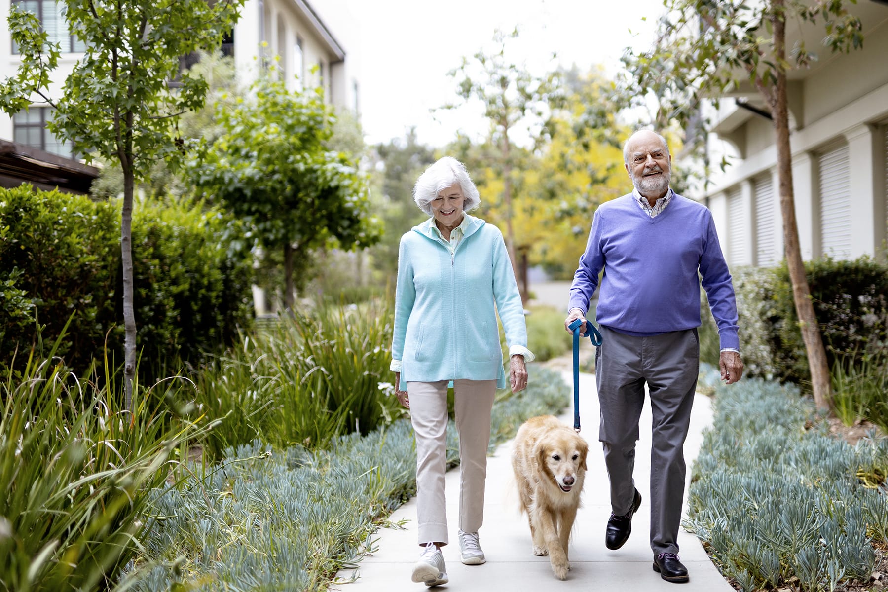 An elderly couple walks a golden retriever dog on a path between green gardens and modern buildings, both smiling and dressed in light-colored clothes.