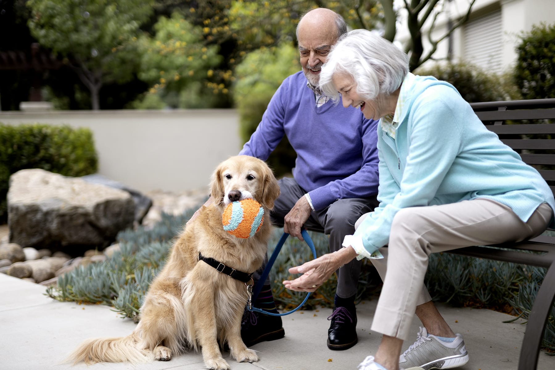 An elderly couple sits on a bench outdoors, smiling at a golden retriever holding a colorful ball in its mouth. The woman reaches out toward the dog, while the man holds its leash. Lush greenery surrounds them.