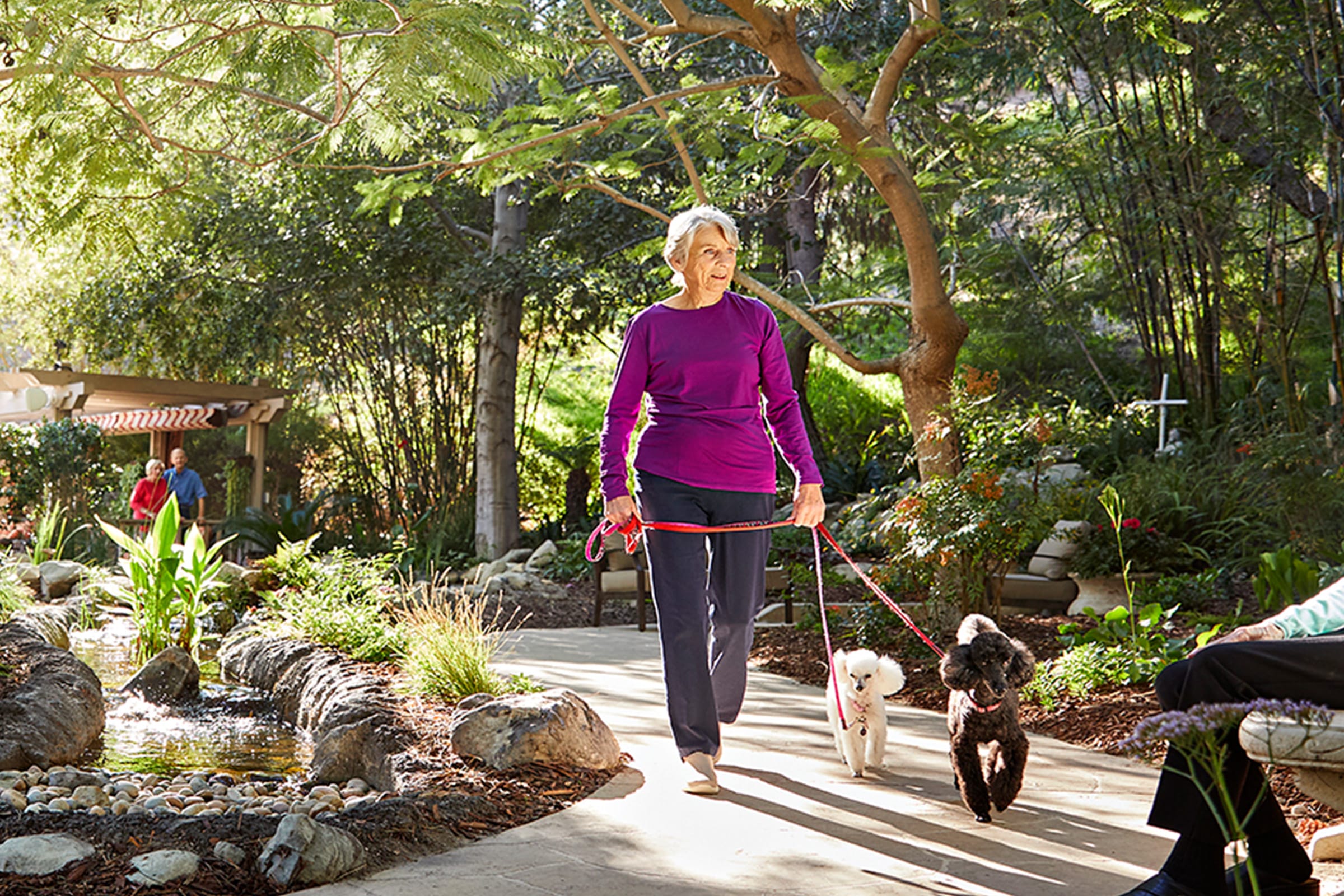 An older woman in a purple long-sleeve shirt walks two small poodles on leashes along a garden path, surrounded by lush greenery and trees, with sunlight shining through the branches.