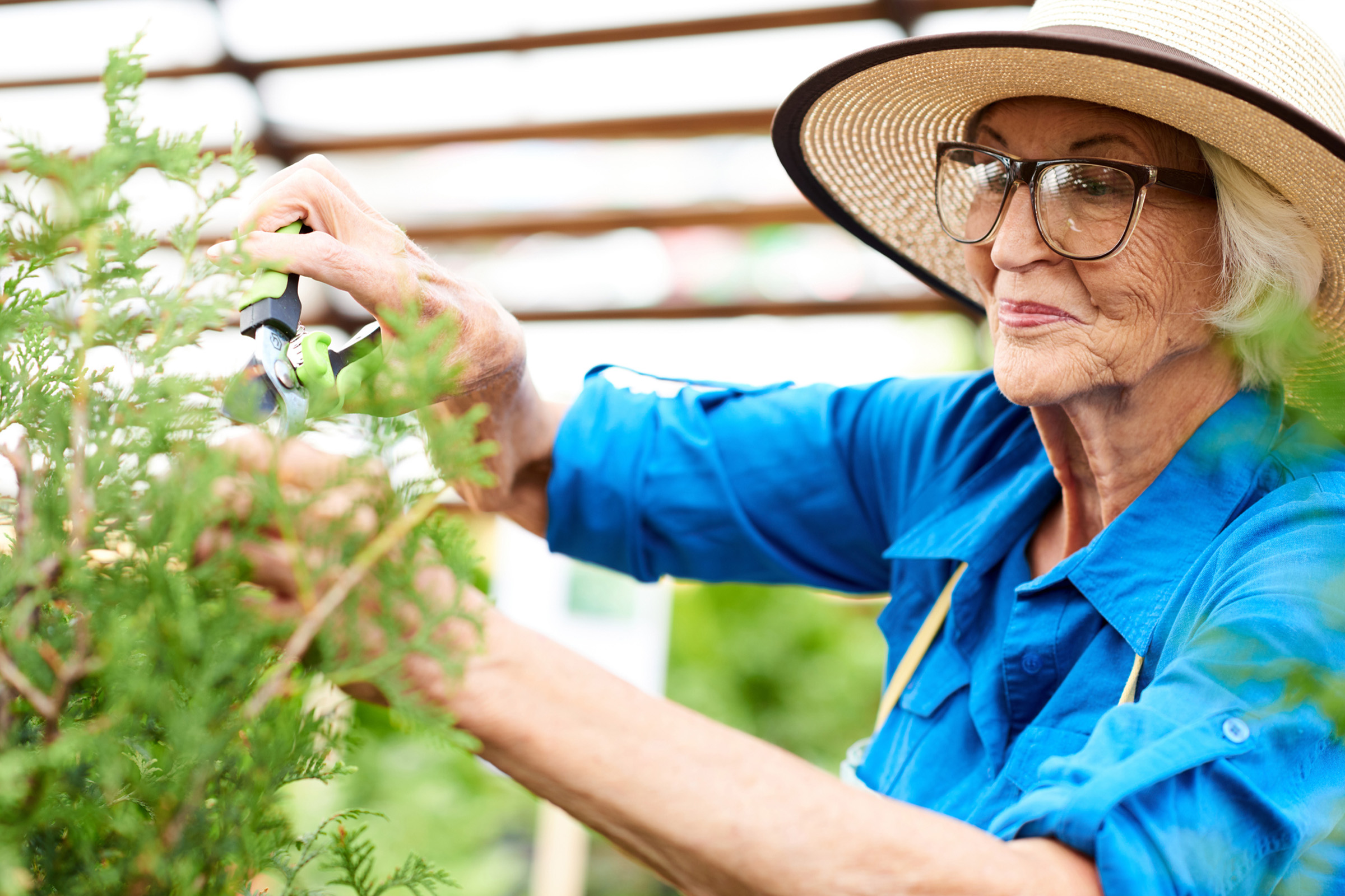 An elderly woman wearing a sunhat, glasses, and a blue shirt is smiling while trimming green shrubs with pruning shears in a garden.