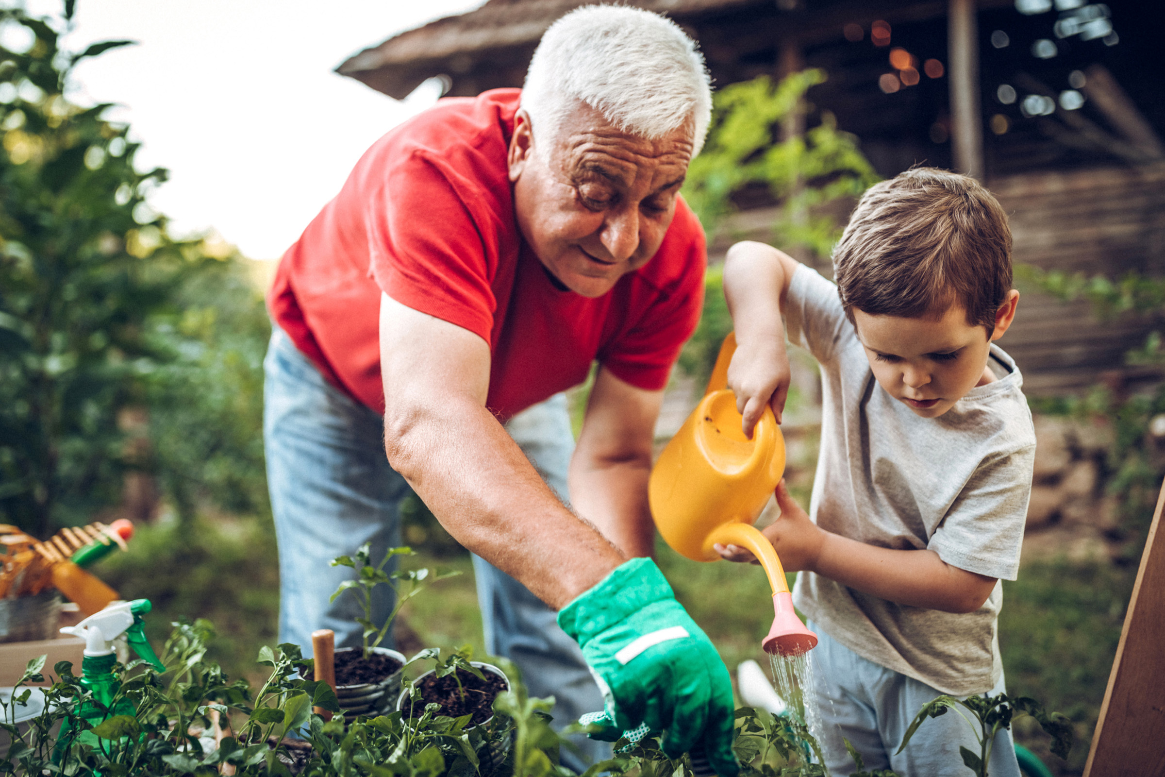 An older man and a young boy garden together outdoors. The man wears a red shirt and green gloves, while the boy uses a yellow watering can to water plants. Both focus on tending to the greenery in a lush, sunny garden.