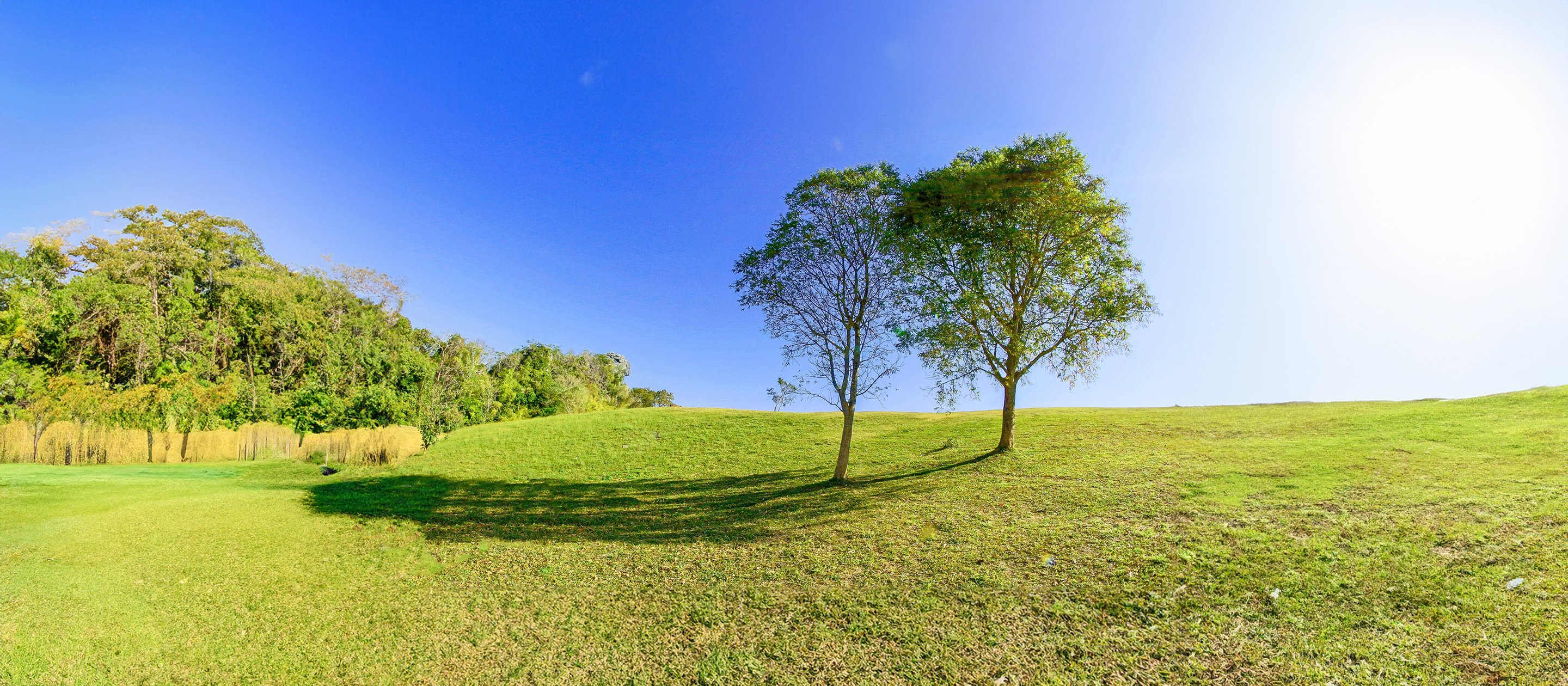 Two leafy trees stand close together on a grassy hill under a clear blue sky, with sunlight casting long shadows and a line of woods in the background.