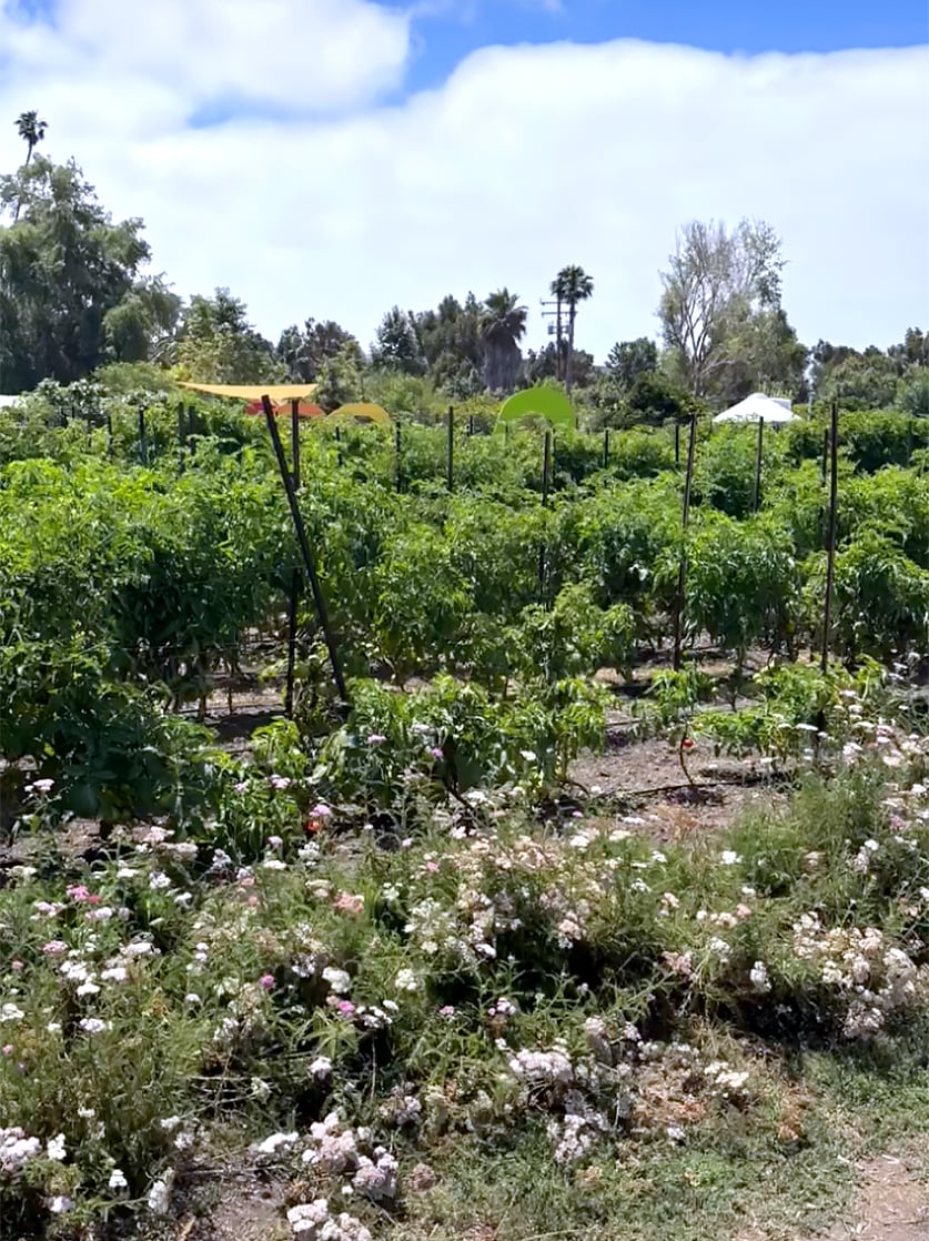 A lush garden with tall green plants growing in rows, supported by stakes. Wildflowers bloom in the foreground, and trees and blue sky with clouds are visible in the background.