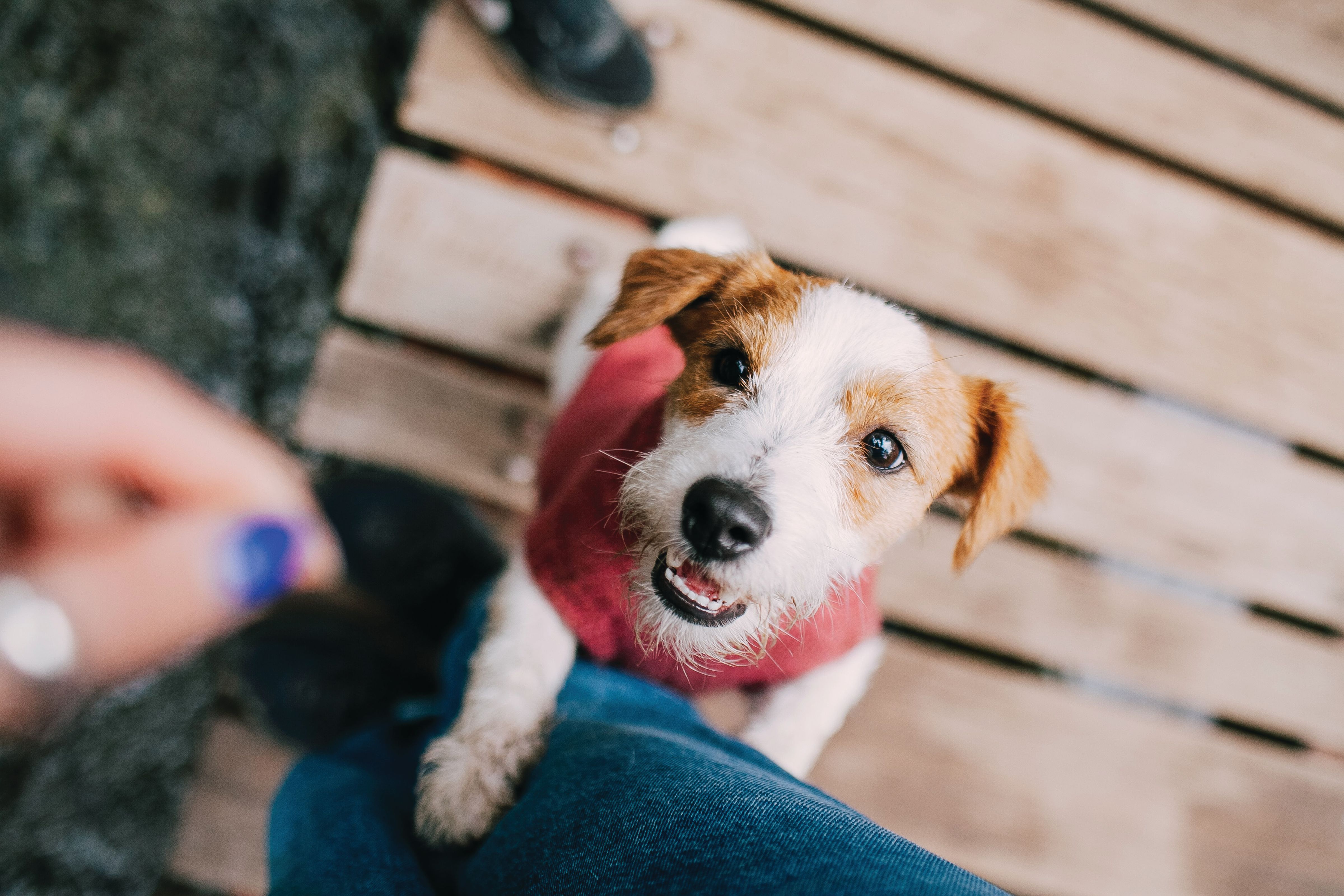 A small white and brown dog wearing a red sweater stands on its hind legs, looking up eagerly at a person, with a wooden deck beneath them.