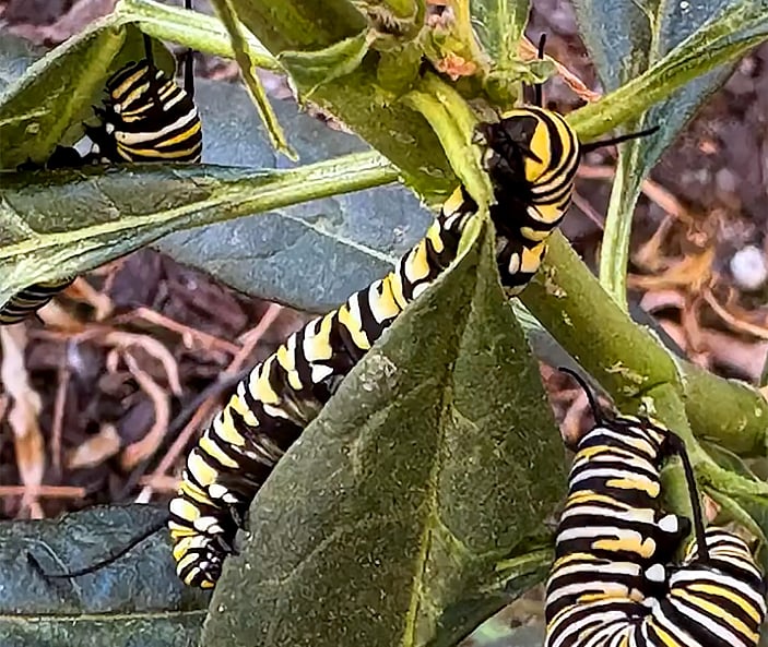 Three monarch caterpillars with black, white, and yellow stripes crawl on green leaves and stems, likely feeding on a milkweed plant. The background is blurred soil and dried foliage.