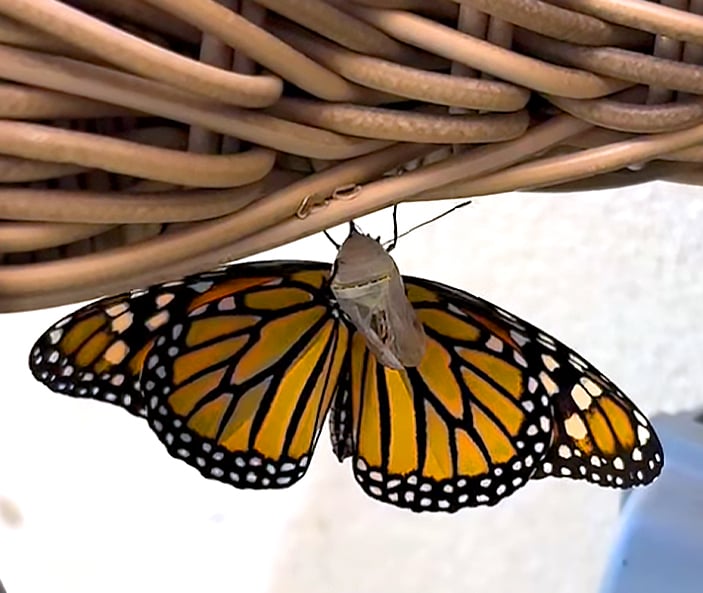 A monarch butterfly with orange and black patterned wings hangs from a tan wicker basket, appearing to have just emerged from its chrysalis.