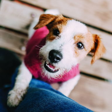 A small brown and white dog wearing a pink sweater stands on its hind legs, looking up with a happy expression, while resting its front paws on a person’s knee. The background is wooden planks.
