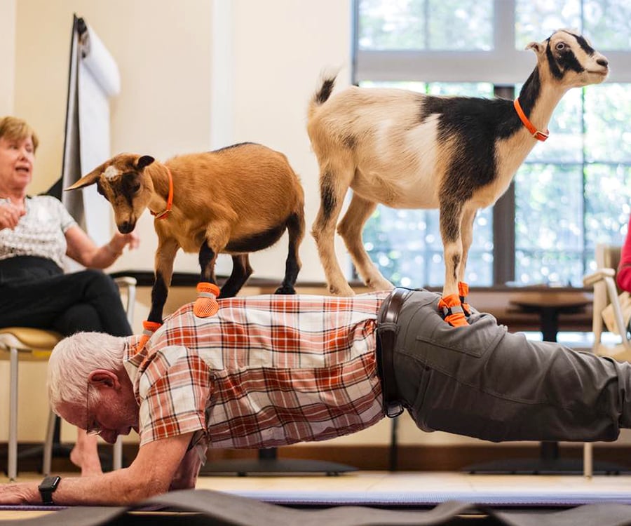 An elderly man does a plank exercise indoors while two goats, each wearing orange bands on their legs, stand on his back. Other people watch and smile in the background.