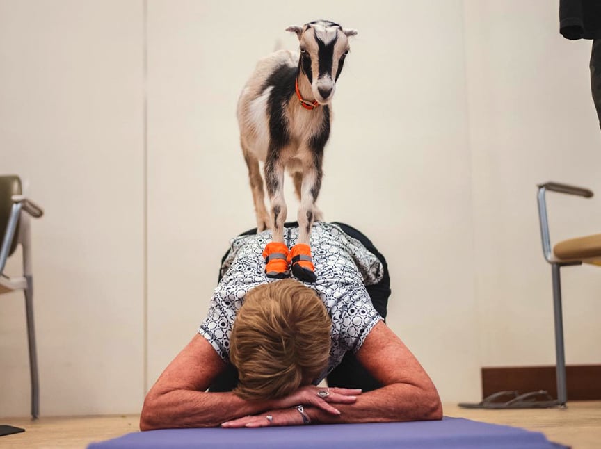 A small goat stands on the back of a person lying face down on a yoga mat in an indoor setting, with chairs visible in the background.
