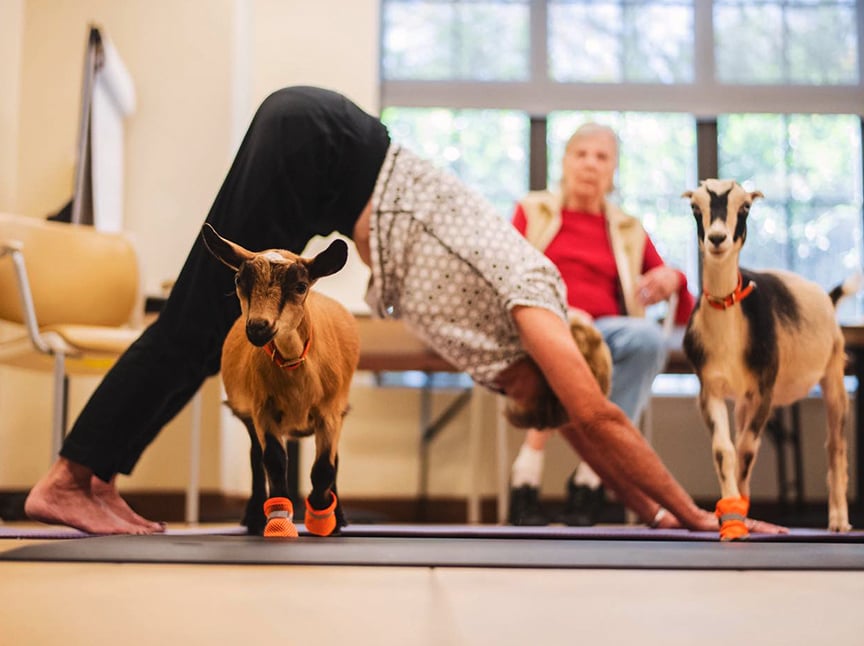 A person does a yoga pose indoors alongside two goats wearing small orange socks, while another person sits in the background watching.