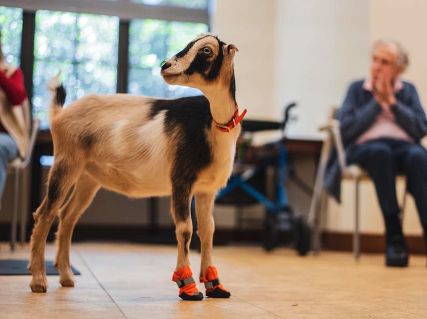 A goat wearing orange and black booties stands indoors on a tiled floor, with an elderly person sitting in the background, watching the animal.