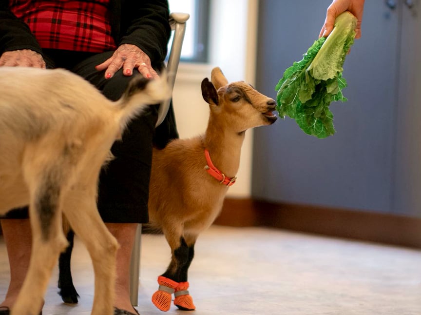 A small goat wearing orange booties and collar reaches for a bunch of leafy greens being offered by a person. Another goat and a seated person with red plaid clothing are also visible in the scene.