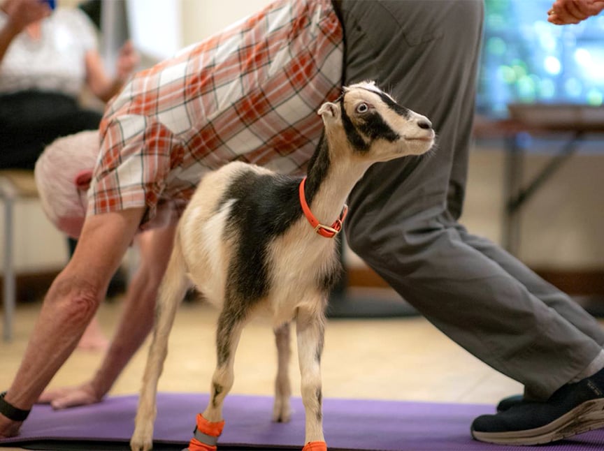 A small goat wearing an orange collar stands on a purple yoga mat next to a person in a plaid shirt doing a yoga pose, indoors with blurred people in the background.