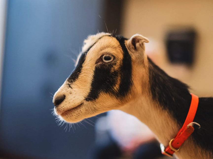 A close-up of a black and white goat wearing a bright orange collar, with a soft-focus indoor background.
