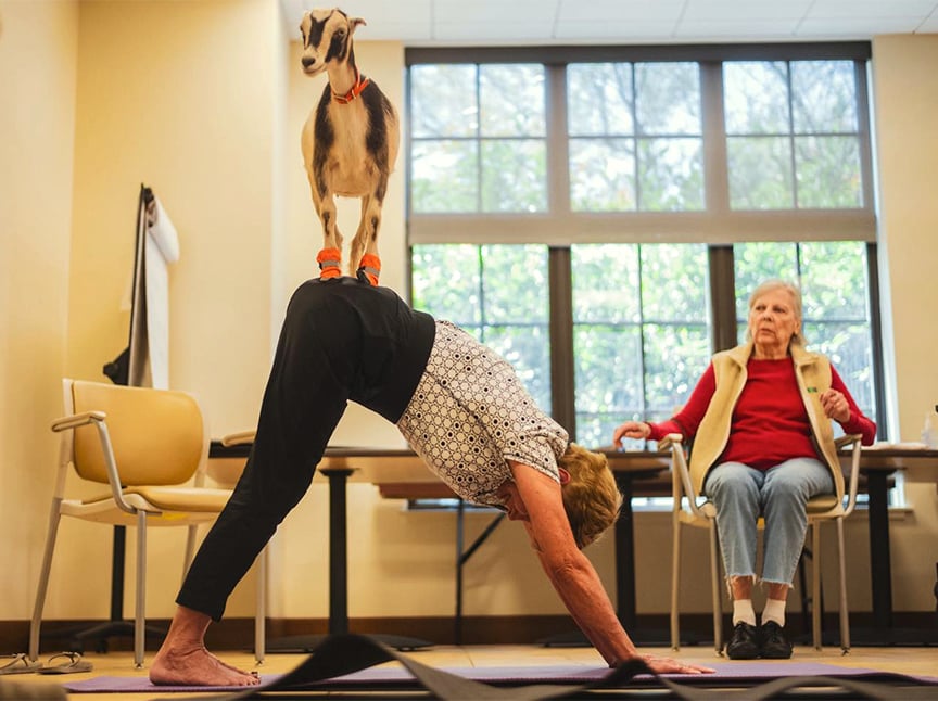 An elderly woman in a yoga pose has a small goat standing on her back. Another elderly woman sits nearby in a chair, watching the scene. The room is bright with large windows in the background.
