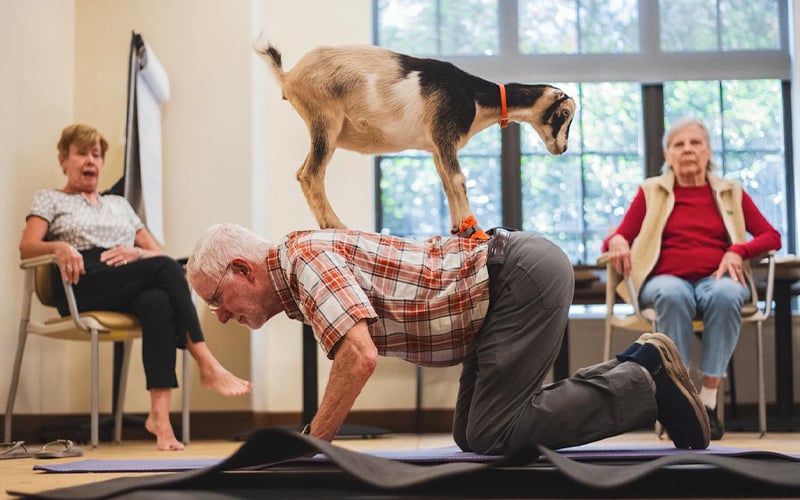 An elderly man on all fours practices yoga indoors while a small goat stands on his back. Two older women watch the scene, seated in chairs nearby. Sunlight streams through large windows in the background.