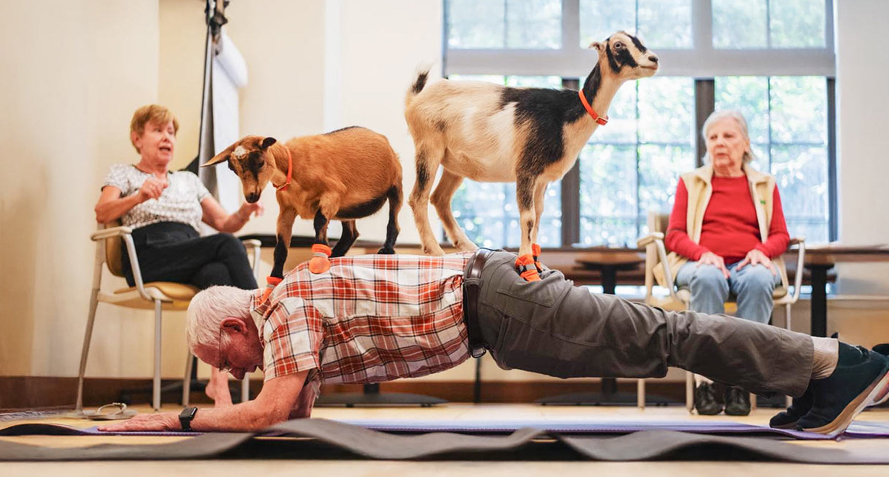 An elderly man does a plank on a yoga mat while two small goats stand on his back. Two elderly women sit in chairs and watch, one smiling and the other looking relaxed, in a bright indoor room.