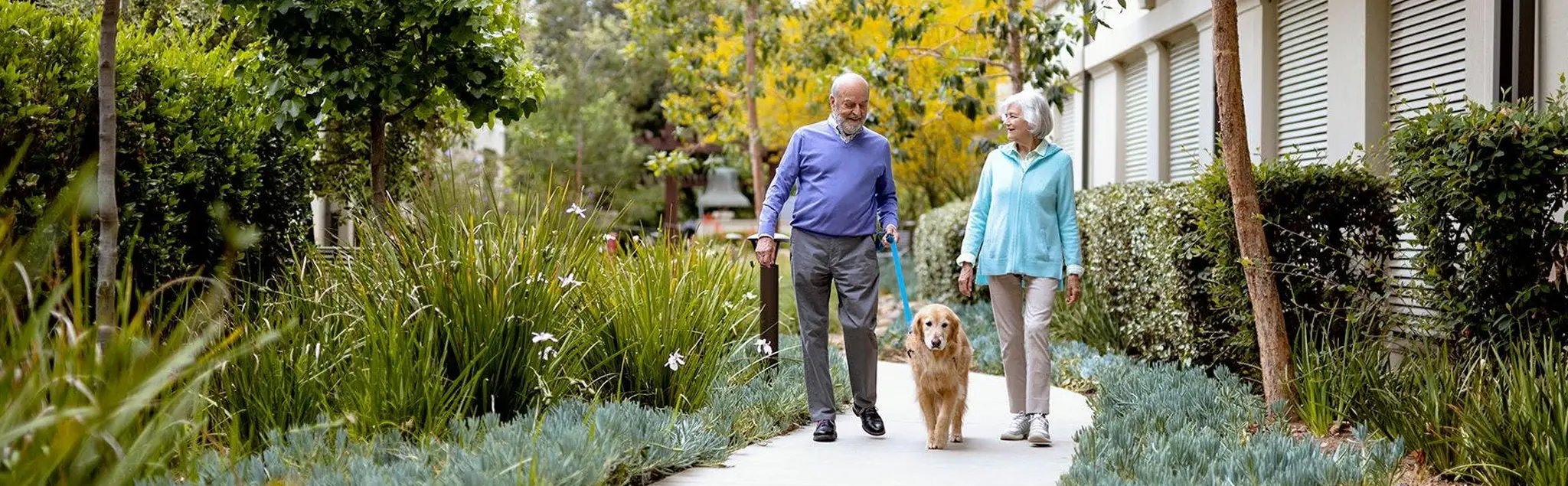 An elderly couple walks their golden retriever along a garden path surrounded by green plants and flowers, near a white building on a sunny day.