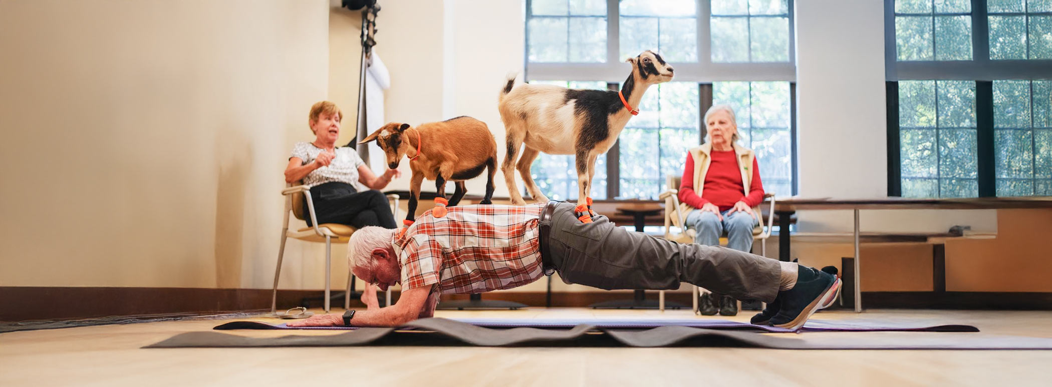 An older man does a plank on a yoga mat while two goats stand on his back. Two elderly women watch from chairs in the background, inside a bright room with large windows.