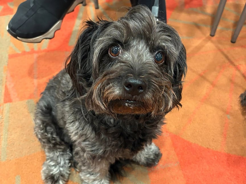 A small black and gray dog with curly fur sits on an orange patterned carpet, looking up with wide eyes. Part of a persons shoe and chair legs are visible in the background.
