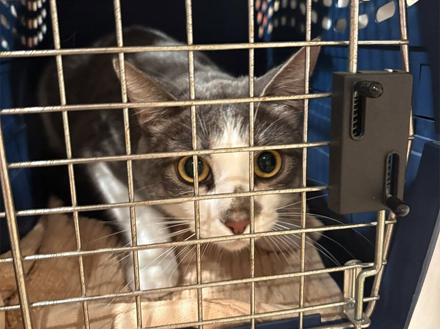 A gray and white cat with wide eyes looks out from inside a metal pet carrier, pressing its face close to the bars. A tan blanket lines the bottom of the carrier.