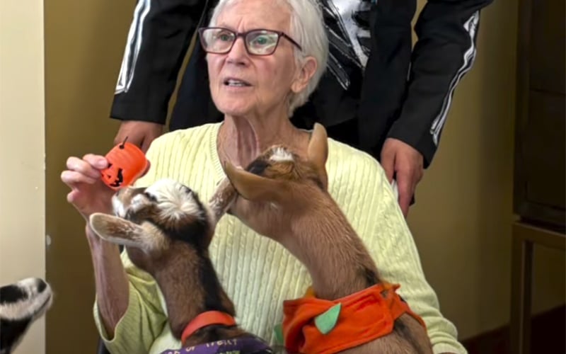 An elderly woman wearing glasses and a light green sweater holds a small orange toy while two goats wearing colorful bandanas nuzzle her. Two people stand behind her, partially visible.