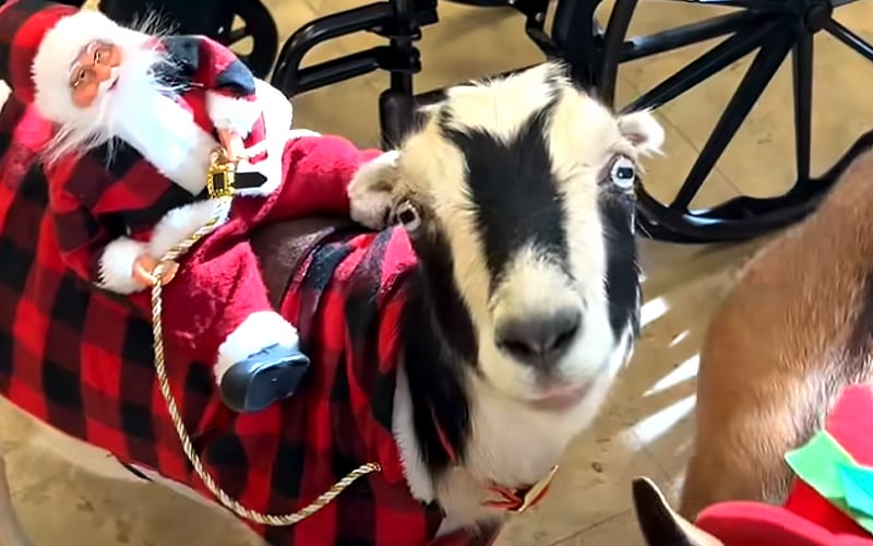 A goat wearing a red and black plaid coat with a small Santa Claus doll riding on its back, standing indoors near a wheelchair.