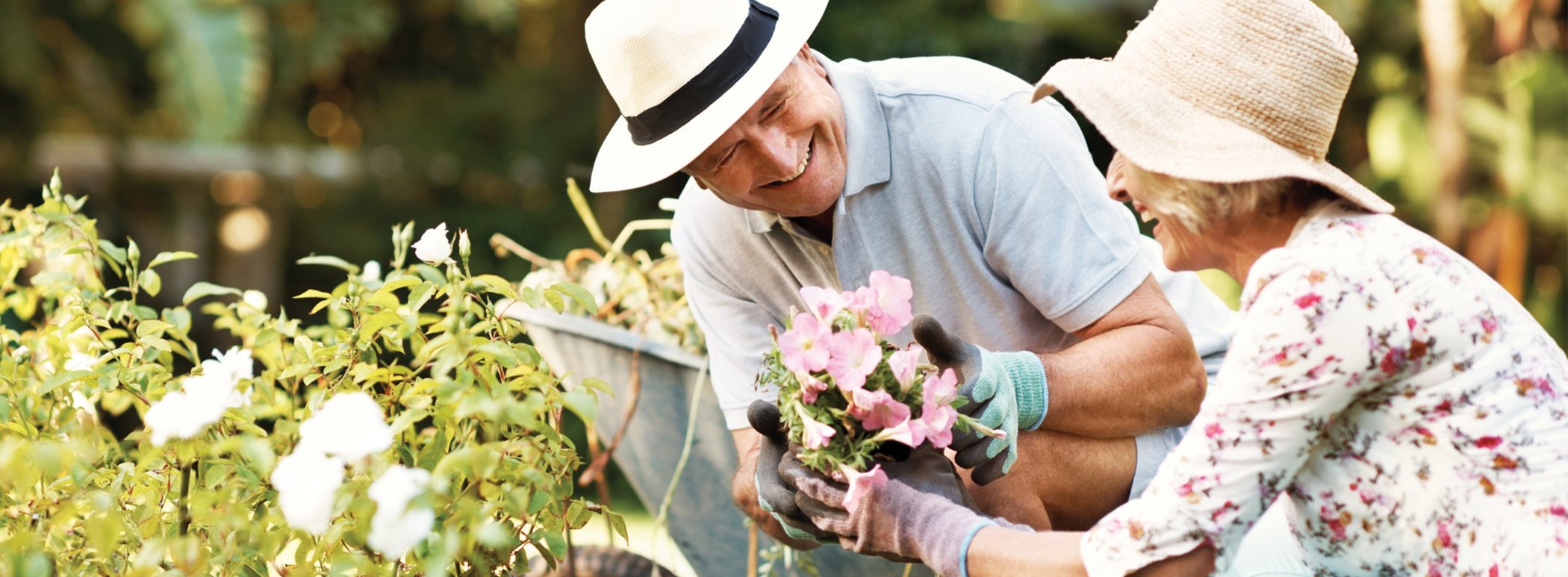 An older man and woman wearing hats and gardening gloves smile while tending to pink flowers in a bright, sunny garden.