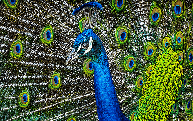 A vibrant peacock displays its striking blue body and iridescent green feathers, with its tail fanned out, showcasing eye-like patterns in shades of blue, green, and yellow.