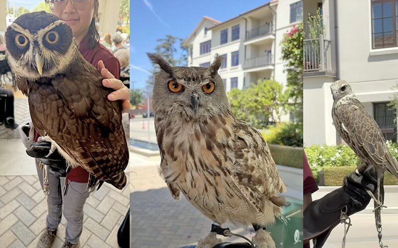 03-Story_01-MC raptors Three close-up photos of different owls perched on a handlers gloved arm, with buildings and greenery visible in the background on a sunny day.