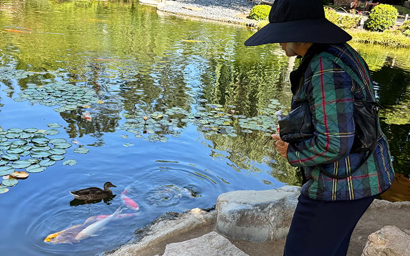 03-Story_04_JapaneseGarden 1 A person wearing a plaid jacket and wide-brimmed hat stands by a pond with lily pads, looking at a duck and colorful koi fish swimming near the waters edge.