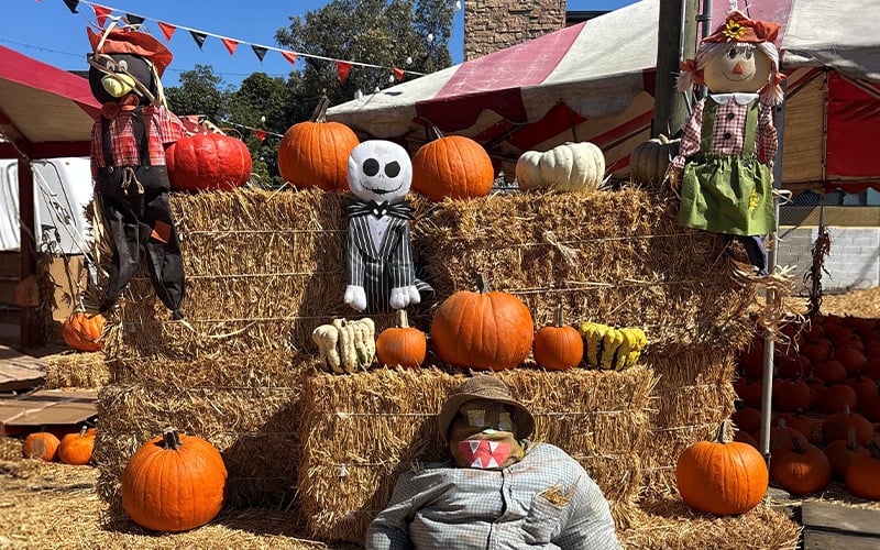 01-CAN-Header_Nov2026 A display of hay bales decorated with pumpkins, two scarecrows, and a Jack Skellington figure at an outdoor pumpkin patch.