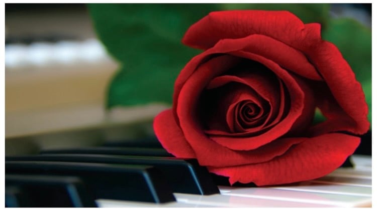 Rose laying on piano keys