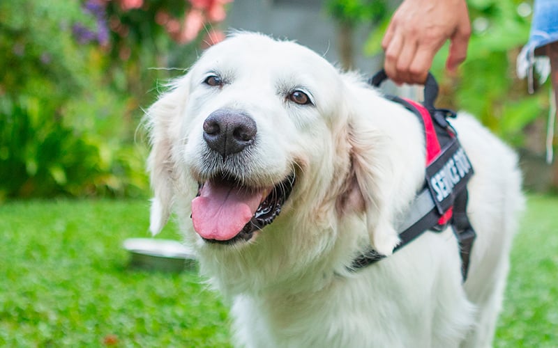 CAN_PawsitiveEffects