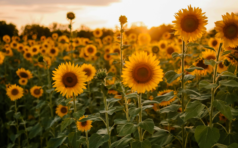 A field of vibrant yellow sunflowers stands tall under the warm glow of a setting sun, with green leaves and stems filling the scene and a soft, golden sky in the background.