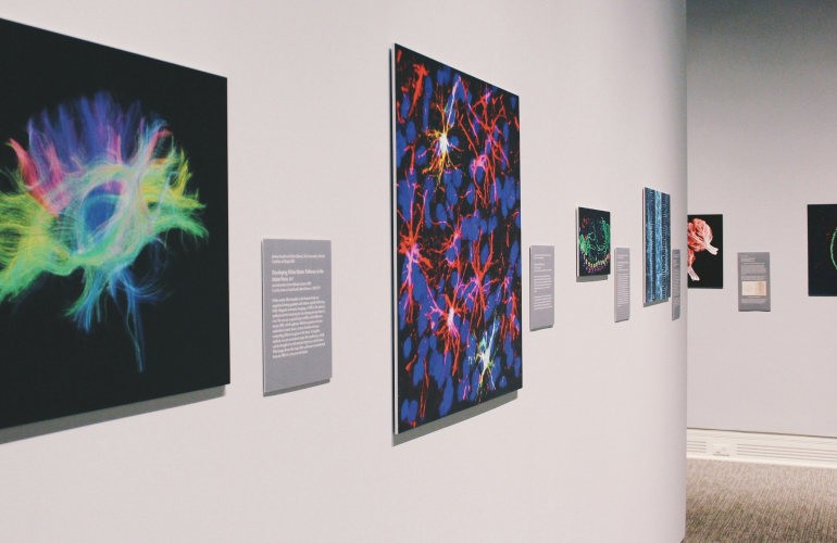 A gallery wall displays colorful scientific images and artworks, including vibrant neural network prints and brain scans, each accompanied by descriptive plaques. The perspective shows the wall curving into the distance.