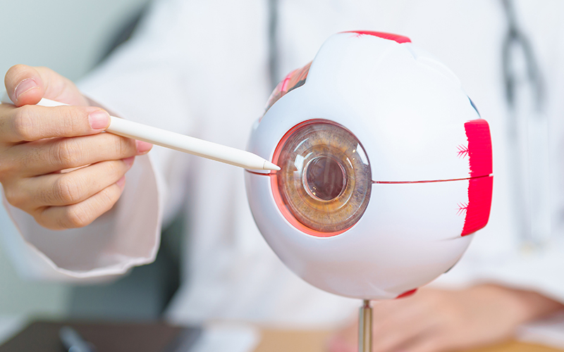 A person points a pen at an eye model, demonstrating parts of the human eye.