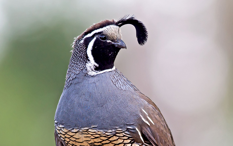 A close-up of a California quail with gray and brown feathers, a white-bordered black face, and a distinctive black curved plume on its head, against a blurred green and white background.