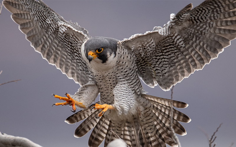A peregrine falcon with wings spread wide and talons extended, appears to be landing or hunting, with a focused gaze against a blurred, muted sky background.