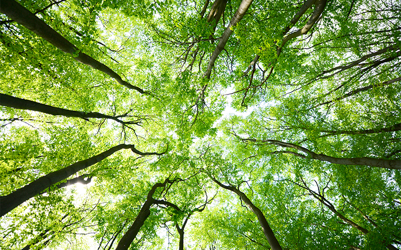 Tall trees with thin trunks and bright green leaves, viewed from below, create a canopy overhead with sunlight filtering through the foliage.